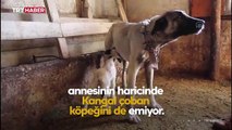Kuzunun süt annesi Kangal köpeği