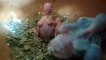 New born budgies chick growth checking