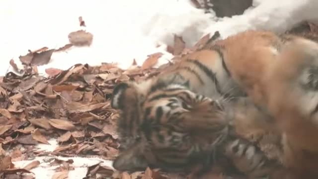 Corea del Sur celebra la llegada del 2022 junto a cinco cachorros de tigre siberiano
