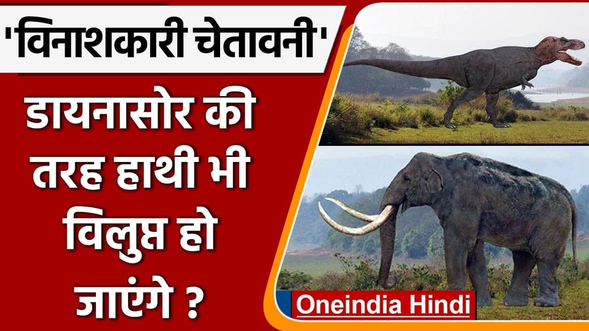 WWF की विनाशकारी चेतावनी, Dinosaur की तरह हाथी और भालू भी विलुप्त हो  जाएंगें? | वनइंडिया हिंदी - video Dailymotion