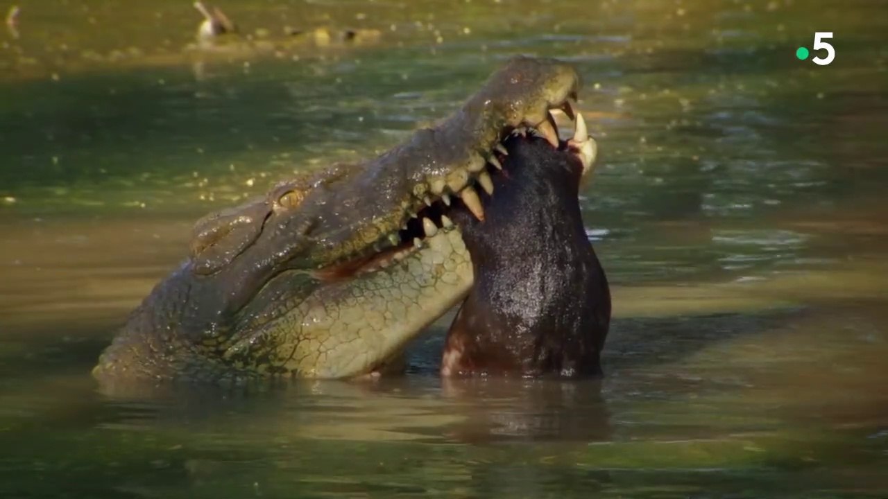 Animaux mortels d'Australie -  Attaque par surprise