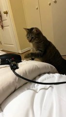 Cat Can't Stand the Hair Dryer