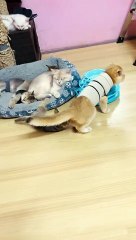 Kitten's Claw Gets Caught on Cat's Sweater