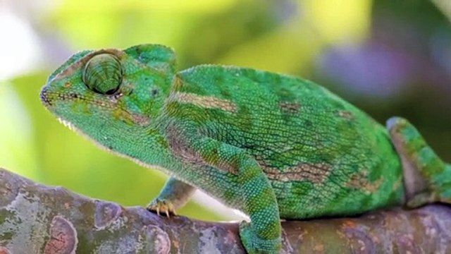 National Park video - (Elephants; Lions; Buffalos; Kudu and many other wildlife)