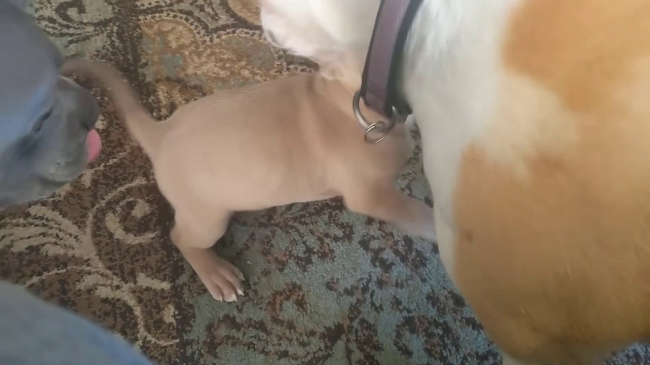 Baby Pitbull's First Day With New Family! So Adorable!!