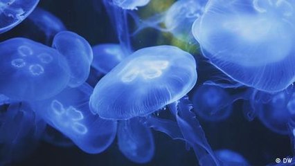 Meatless: Food trends for 2022