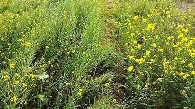 My India village vlogs India sarso ka khet Uttar Pradesh Lucknow gonda blogger vlogger