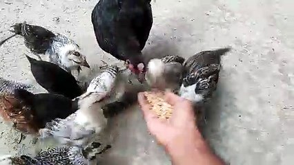 Backyard chicken feeding process