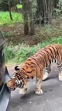 شاهد: نمر يسحب سيارة الدفع الرباعي مليئة بالسياح في مشهد مرعب