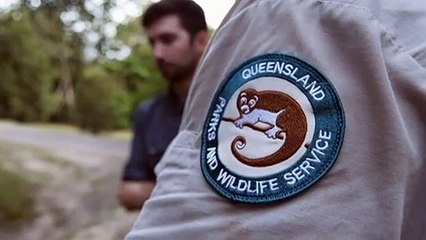 Climate change drives mountain possums from their high-up homes