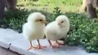 Best of funny animal videos Funniest compilation vines 2021 Funny Animals Planet