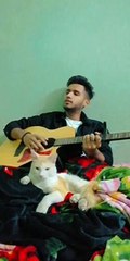 Relaxing Guitar Solo Puts Kitty to Sleep