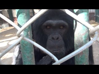 قش الأرز والبطاطين..  وسائل  الحراس لتدفئة الحيوانات في الشتاء