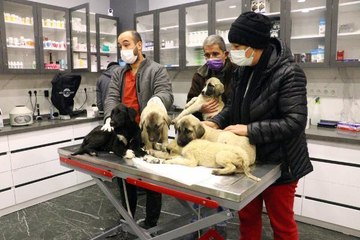 Ankara'da can çekişirken bulunan 9 köpekten 4'ü öldü