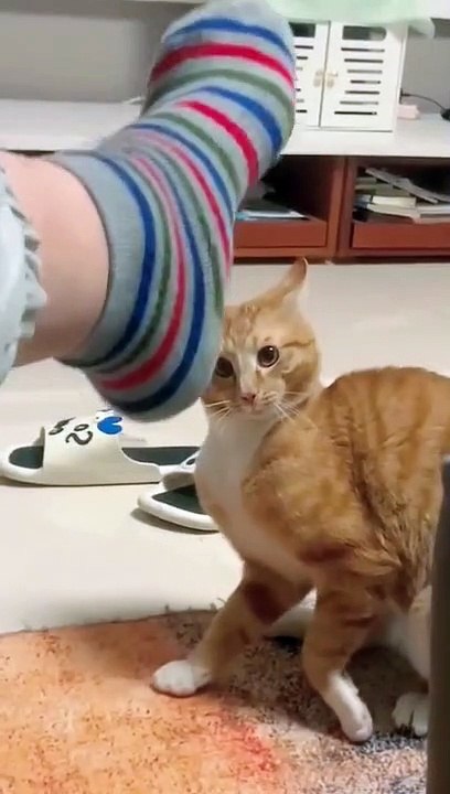 lovepetstory