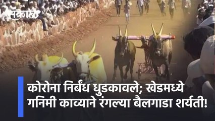 Khed l कोरोना निर्बंध धुडकावले; खेडमध्ये गनिमी काव्याने रंगल्या बैलगाडा शर्यती! | bullock cartrace l