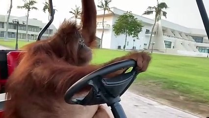 Golf arabası süren orangutan sosyal medyada viral oldu
