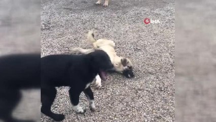 Son Dakika | Ankara'da boş bir arazide 4 köpek ölü bulundu