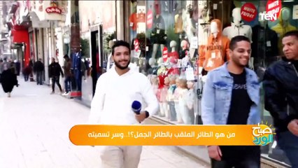 سألنا الناس في الشارع ياترى إيه أكتر طائر يشبه الجمل؟.. شوف الاجابات كانت إزاي