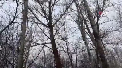 Çoban köpekleri tarafından kovalanan bir vaşak ağaca tırmanarak canını kurtardı