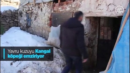 Yavru kuzuyu Kangal köpeği emziriyor