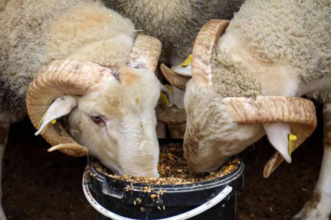 Dövizdeki düşüş üreticiyi umutlandırdı