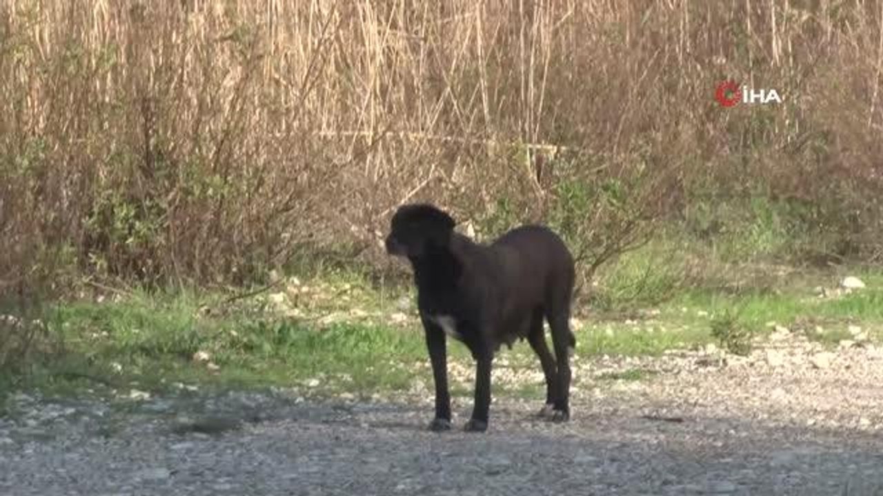 Sokak köpeği tarafından ısırılan kadın kabusu yaşadı