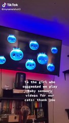 Funny Animal Videos that Will Make You Smile Uncontrollably