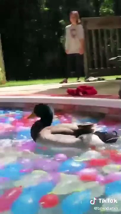 Funny Animal Videos that Make Me WHEEZE