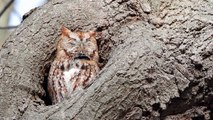 Eastern Screech Owl &The Pellet
