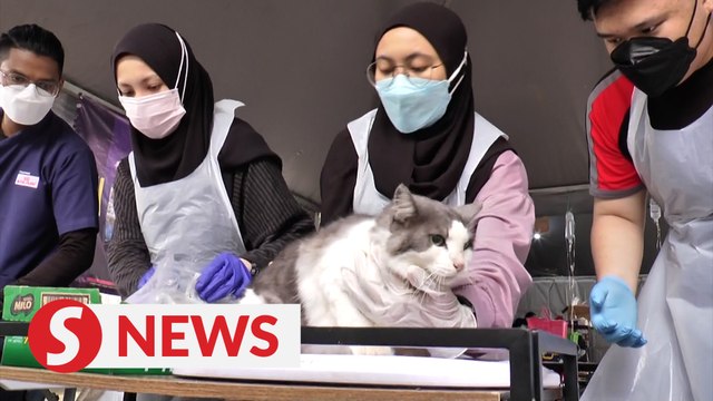 Free medical care for animals affected by the floods