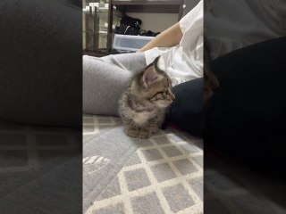 Tired Kitty Can't Keep Its Eyes Open