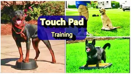 The POWER of TOUCH PAD training for Puppies and Adult Dogs