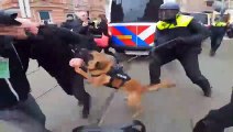 Hollanda'da korkunç görüntü! Polis köpekleri çok sayıda kişiyi ısırdı