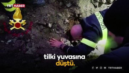 Tilki yuvasına düşen köpekleri itfaiye kurtardı