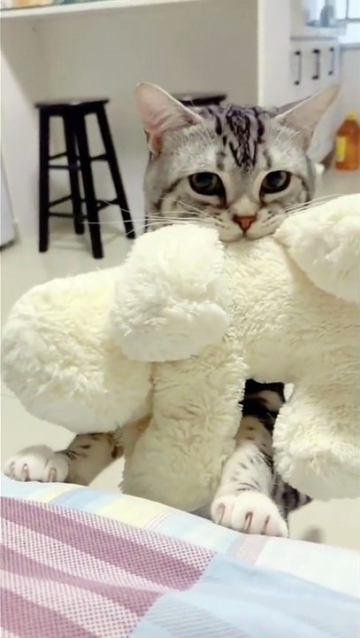 Cute and Funny Cats video