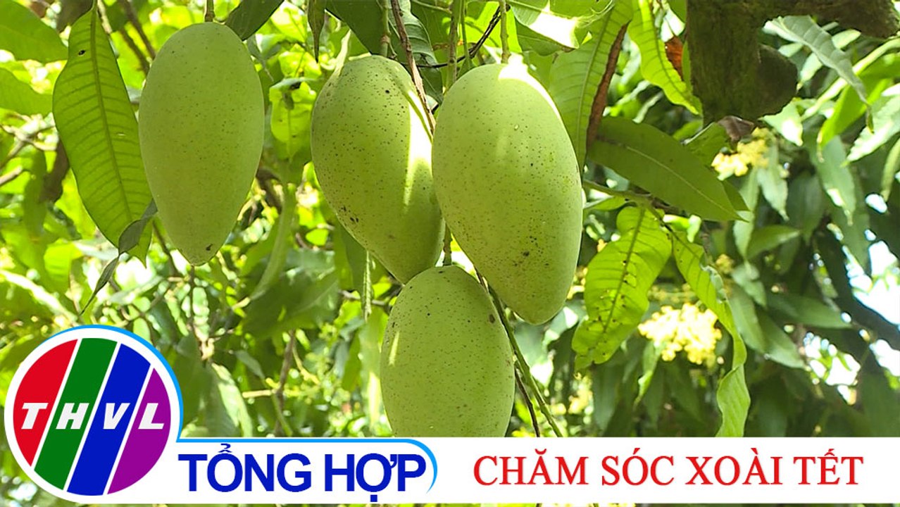 Bạn nhà nông - Kỳ 210: Chăm sóc xoài Tết