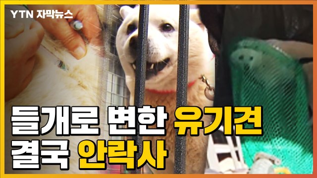 [자막뉴스] 한때는 누군가의 따뜻한 가족이었던 유기견...40여 일 뒤 안락사 / YTN