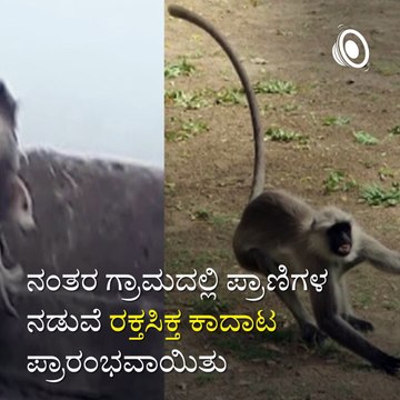 Revengeful Monkeys Allegedly Kill Dogs After Baby Monkey Gets Killed By Pooches.