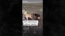 Kangal köpekleri koyuna saldırdı! Sebebi hayrete düşürdü