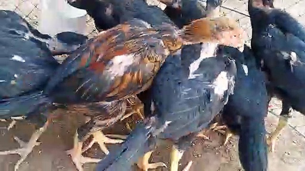 *** แบ่งลูกไก่ 3 เดือน พ่อลูกยอดมงคล + แม่ง่อน กัดจัดๆ ราคารากหญ้า***