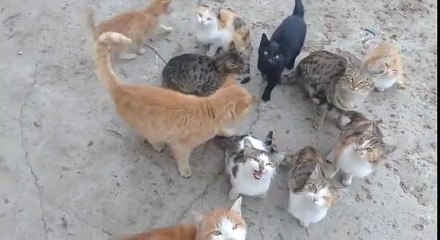 KİMSENİN KALMADIĞI KÖYDE, KEDİLERİN ÖLMEMESİ İÇİN MÜCADELE EDİYOR