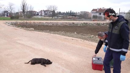 Son dakika haberi: Sahipleri birer birer terk ediyor...Bursa'da Pitbull operasyonu