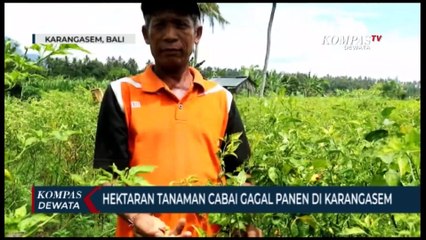 Tanaman Cabai Gagal Panen