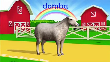 Domba Lucu | Hewan Ternak