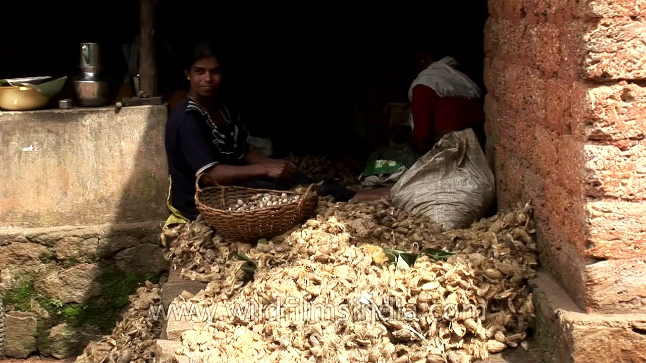 Cleaning and cutting betel nut before sale