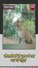 होशंगाबाद : सैलानियों के सामने आ गए दो तेंदुए