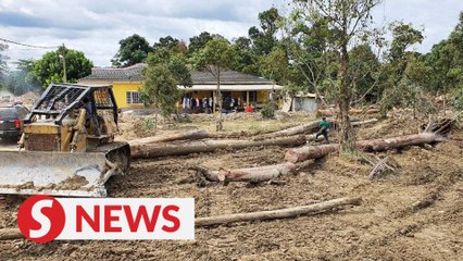 Pahang urged to conduct investigation on illegal logging