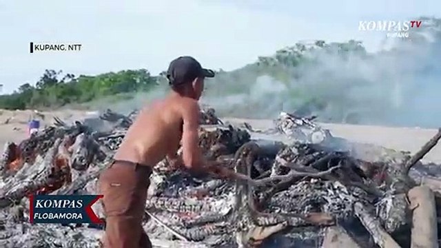 Membusuk di Pesisir Pantai, Bangkai Paus Dibakar