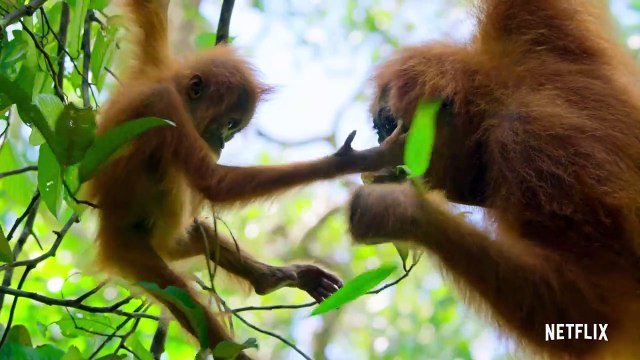 Our Planet (2019) Saison 1 - Trailer (EN)